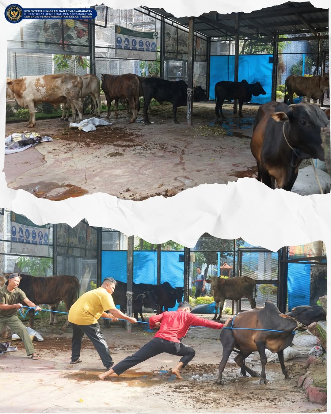 Pejabat Struktural Dan Hewan Qurban Yang Akan Disembeli(Doc.Lapas I Medan)
